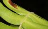 image of Blechnum appendiculatum