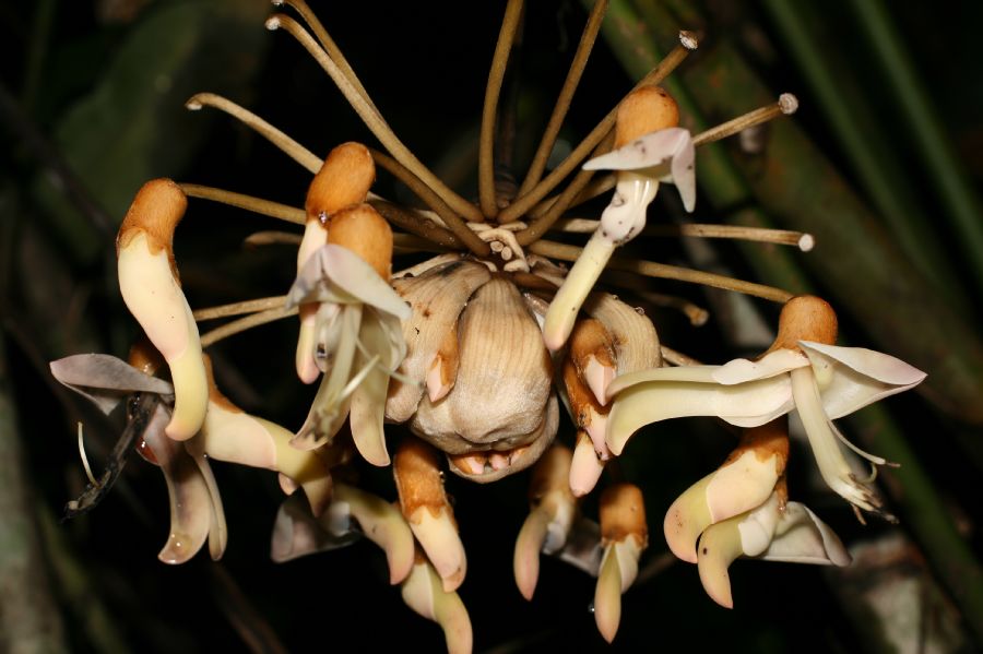 Fabaceae Mucuna 