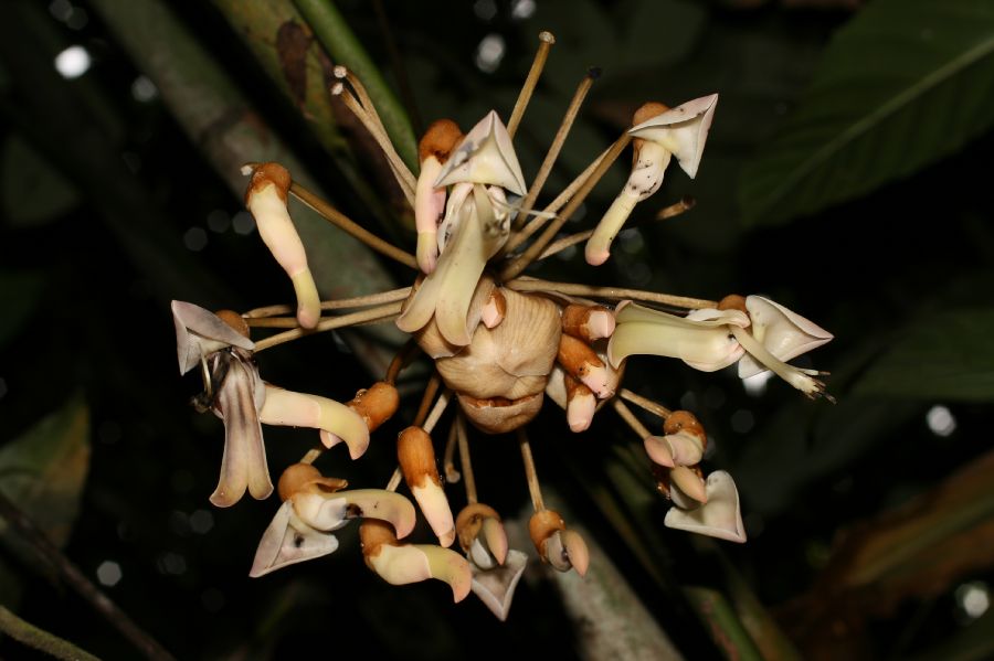 Fabaceae Mucuna 