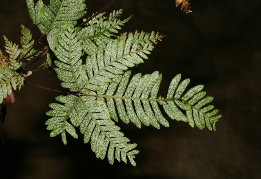 Pteridaceae Pteris quadriaurita