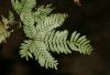 image of Pteris quadriaurita