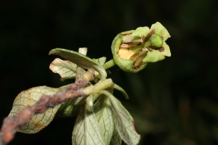 Escalloniaceae Escallonia myrtilloides