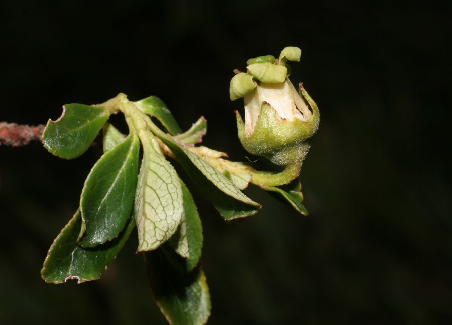 Escalloniaceae Escallonia myrtilloides