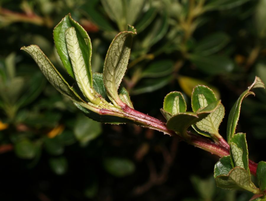 Escalloniaceae Escallonia myrtilloides