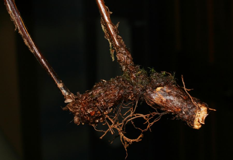 Dryopteridaceae Rumohra adiantiformis