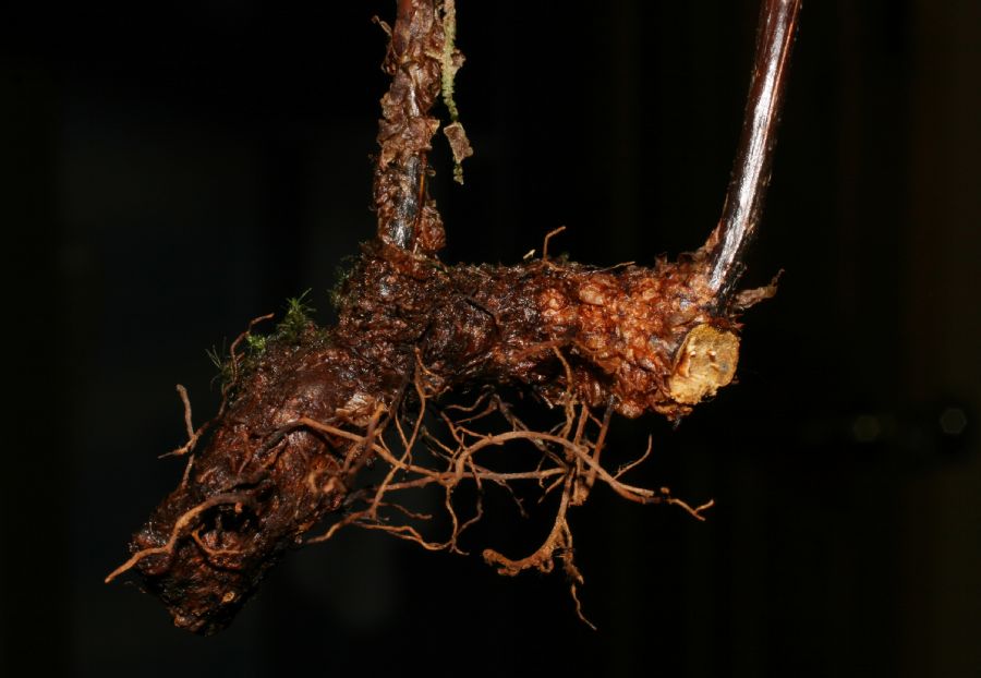 Dryopteridaceae Rumohra adiantiformis