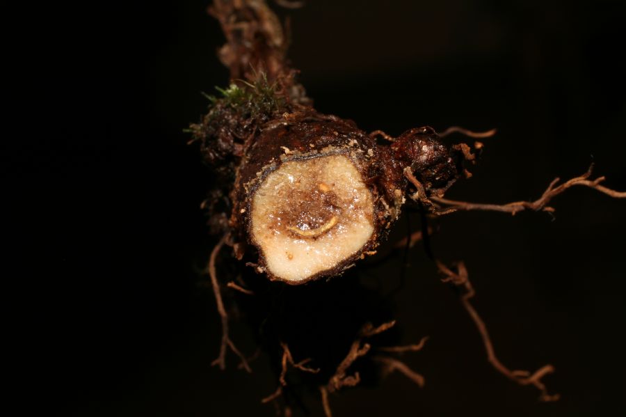 Dryopteridaceae Rumohra adiantiformis