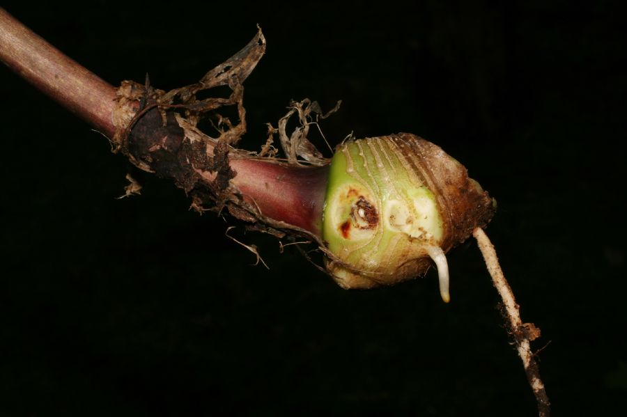 Asparagaceae Maianthemum 