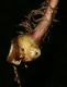image of Maianthemum 