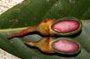 image of Ocotea 