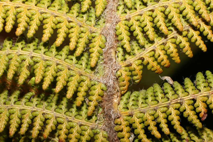 Dryopteridaceae Polystichum speciosissimum