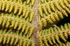 image of Polystichum speciosissimum