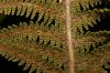 image of Polystichum speciosissimum