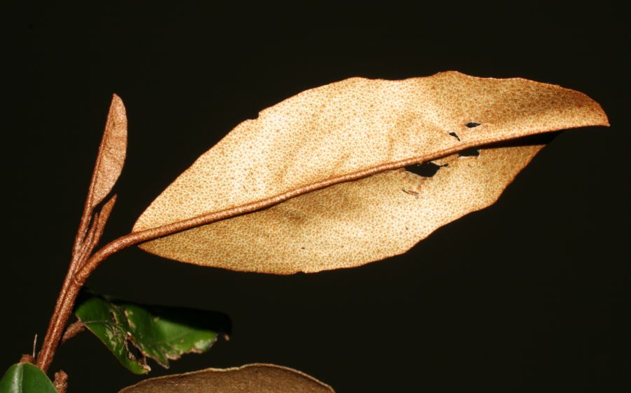Capparaceae Capparis indica