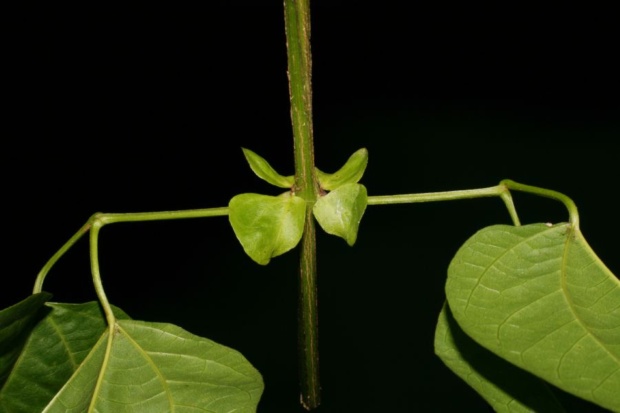 Bignoniaceae Cydista 
