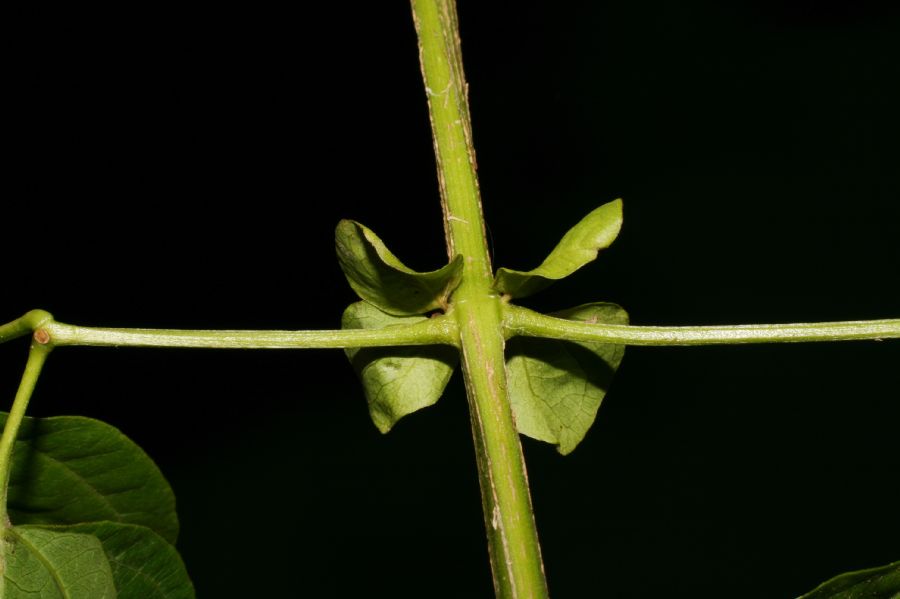 Bignoniaceae Cydista 