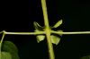 image of Cydista 