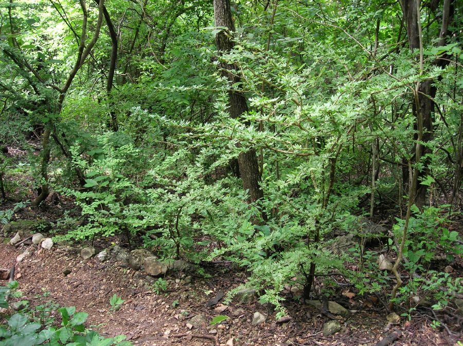 Zygophyllaceae Guaiacum santcum