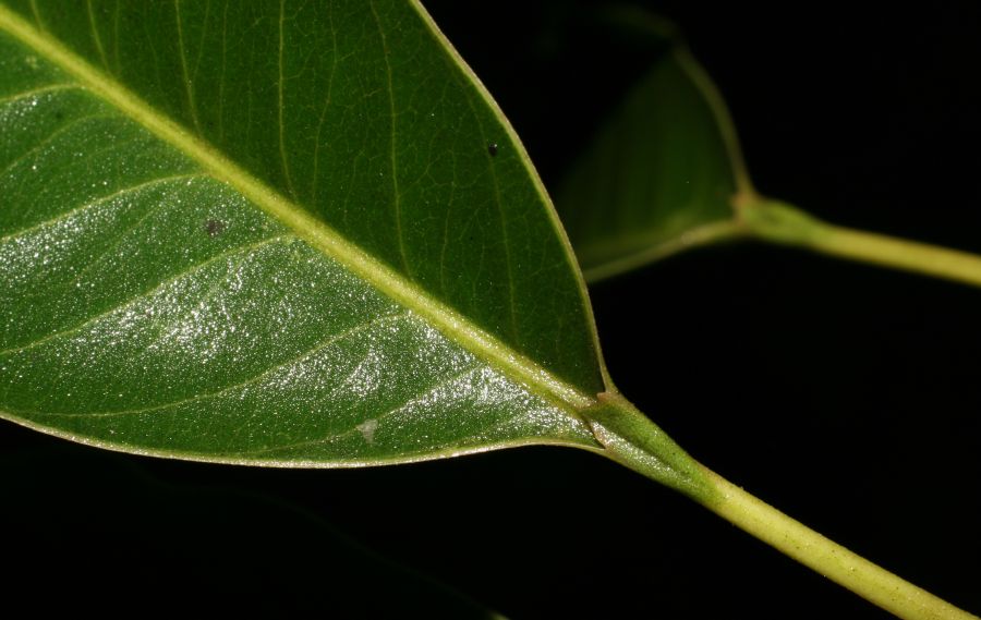 Sapotaceae Sideroxylon capiri