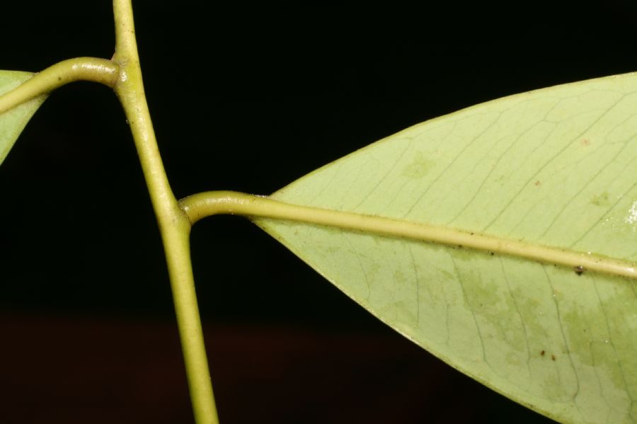 Sapotaceae Sideroxylon capiri