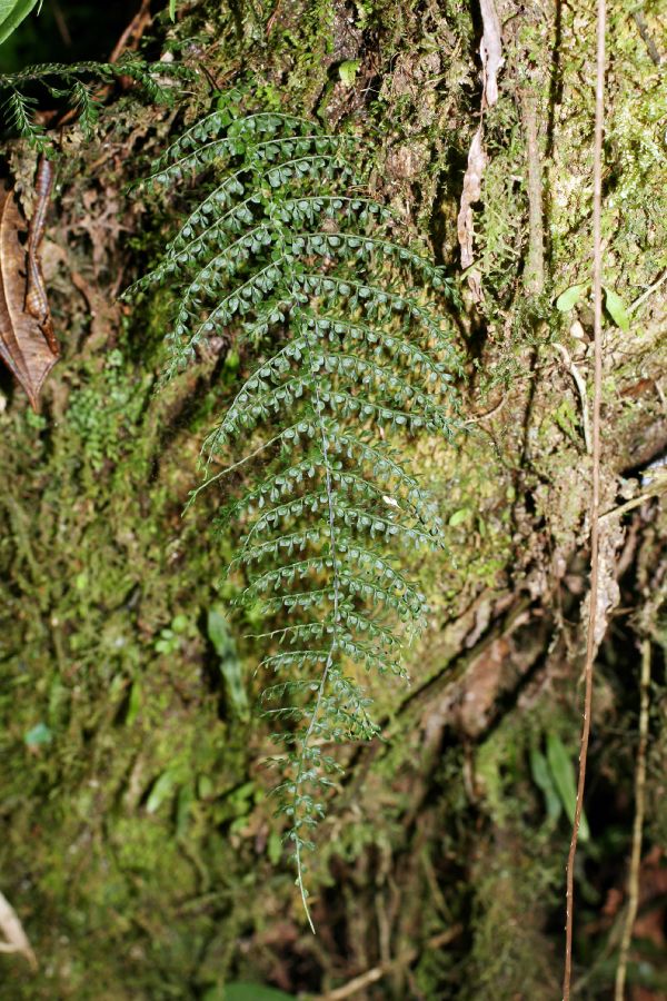 Aspleniaceae Asplenium uniseriale