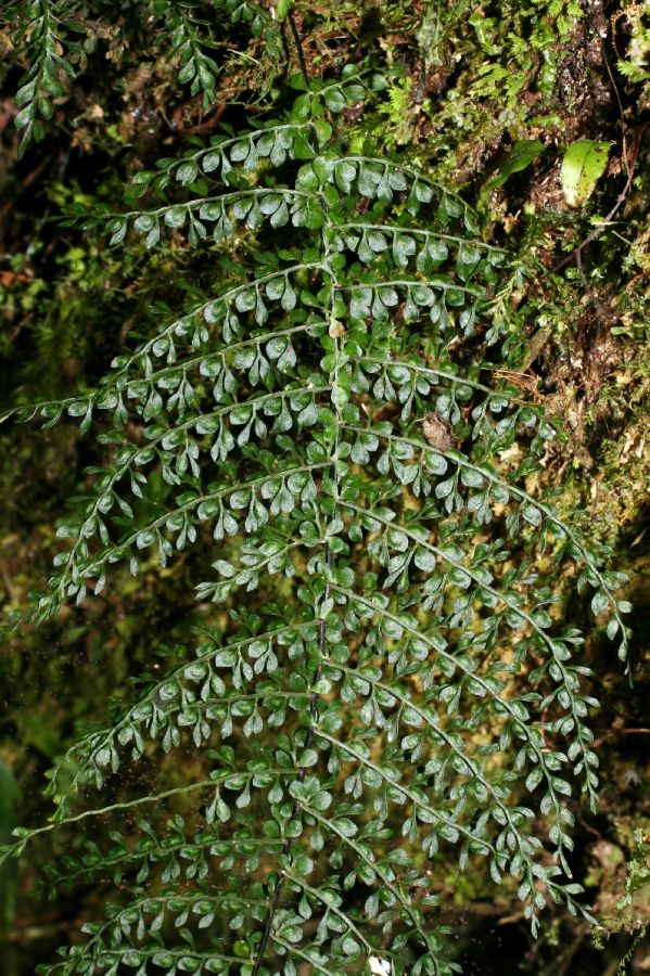 Aspleniaceae Asplenium uniseriale