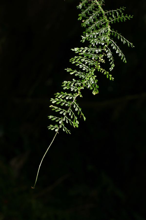 Aspleniaceae Asplenium uniseriale
