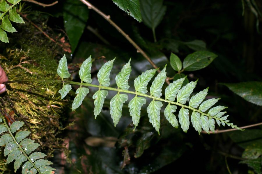 Aspleniaceae Asplenium salicifolium