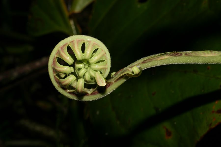 Blechnaceae Austroblechnum divergens