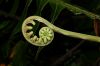 image of Austroblechnum divergens