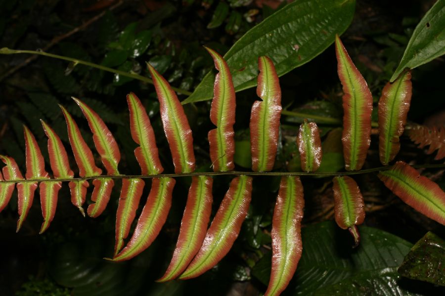 Blechnaceae Blechnum occidentale