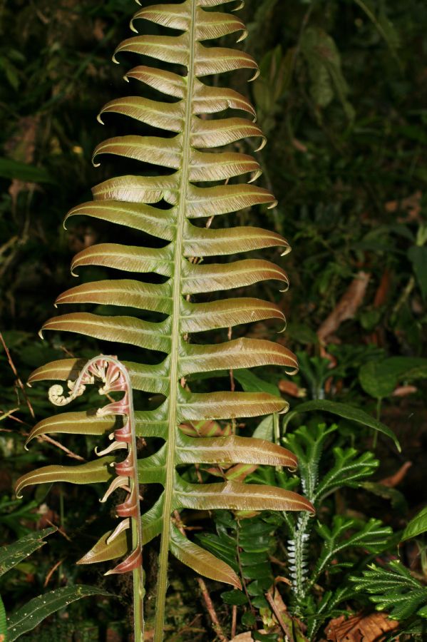 Blechnaceae Austroblechnum divergens
