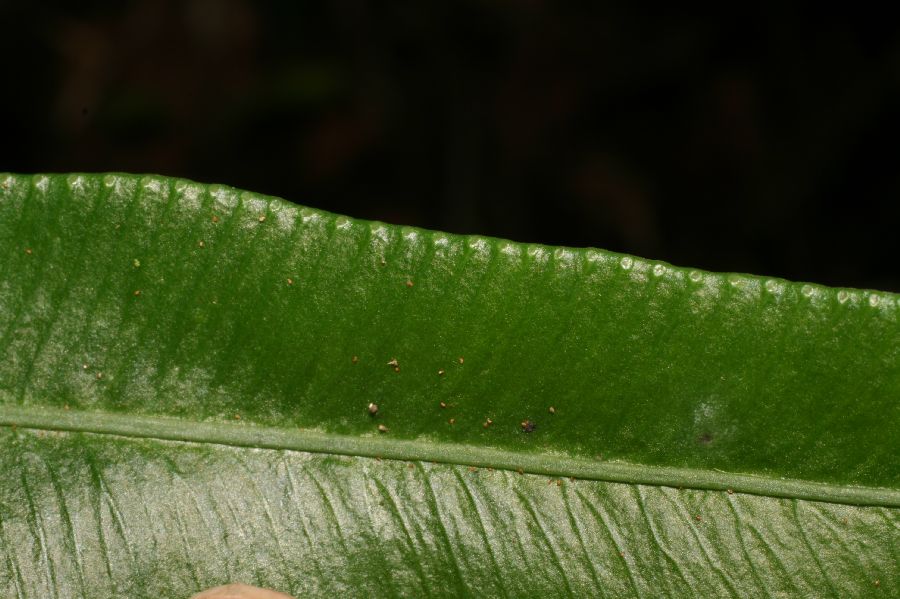 Blechnaceae Austroblechnum divergens
