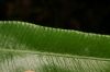 image of Austroblechnum divergens