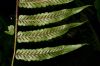 image of Diplazium venulosum