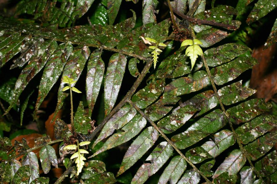 Athyriaceae Diplazium venulosum