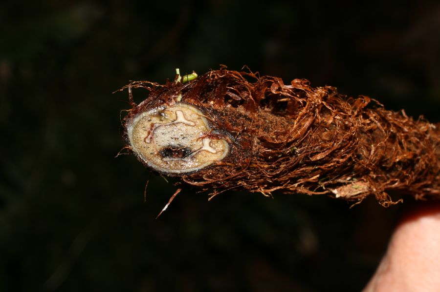 Athyriaceae Diplazium venulosum