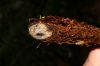 image of Diplazium venulosum