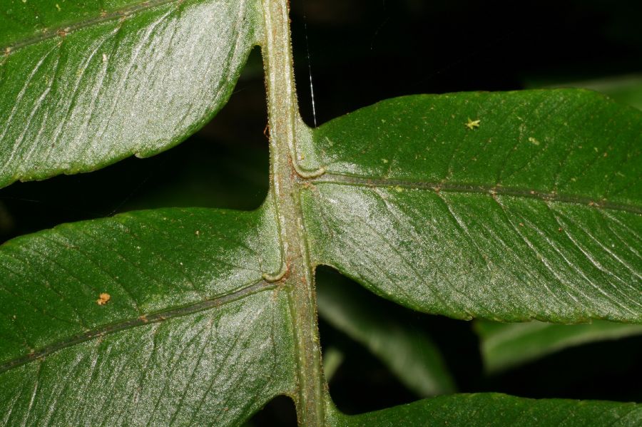 Athyriaceae Diplazium venulosum