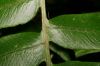 image of Diplazium venulosum