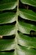 image of Diplazium venulosum