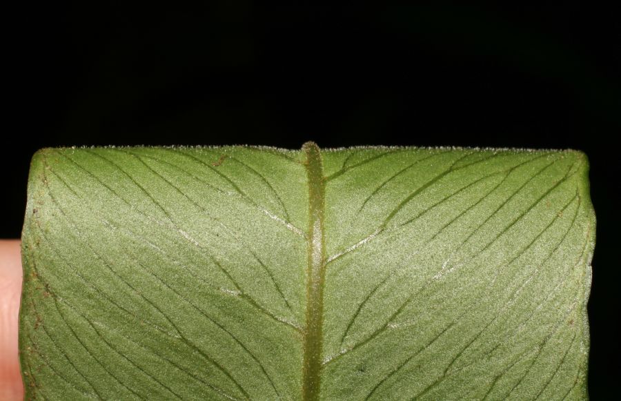 Dryopteridaceae Polybotrya andina