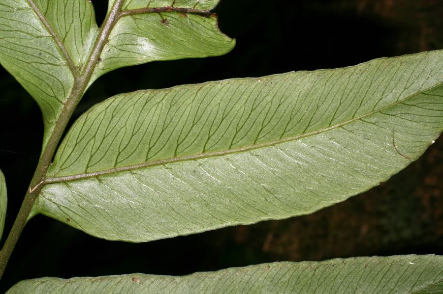 Dryopteridaceae Polybotrya andina