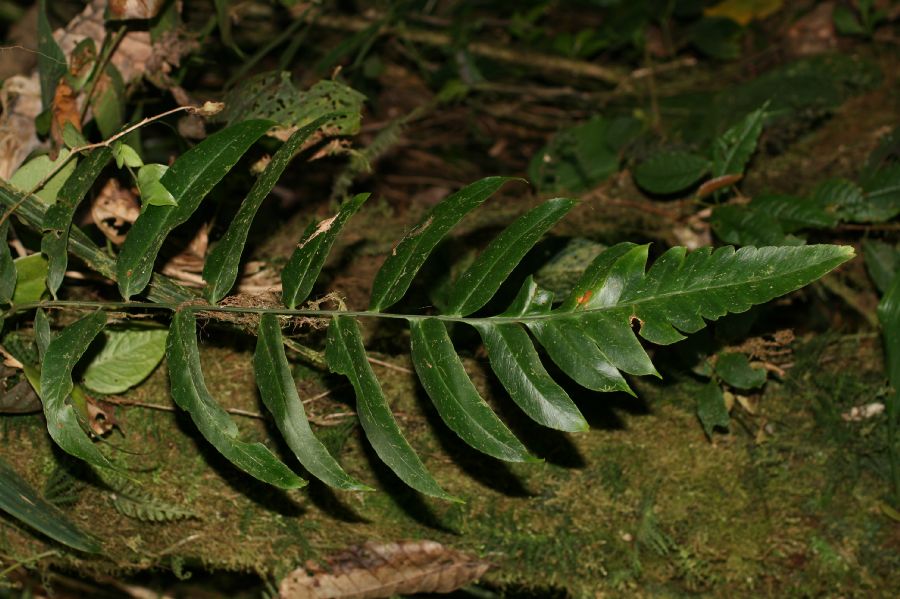 Dryopteridaceae Polybotrya andina