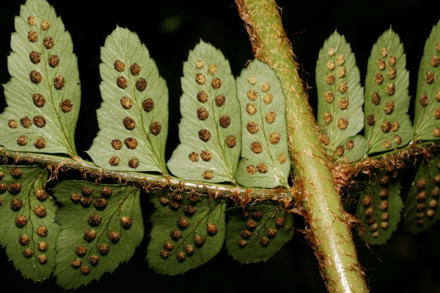 Dryopteridaceae Polystichum platyphyllum