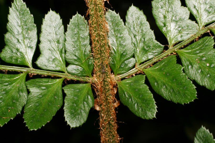 Dryopteridaceae Polystichum platyphyllum