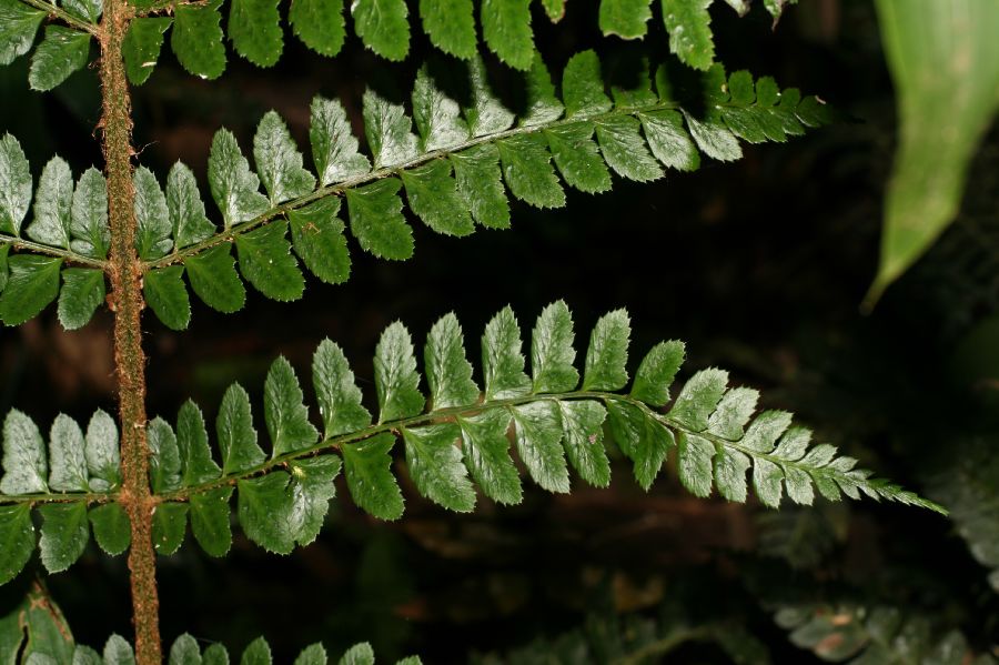 Dryopteridaceae Polystichum platyphyllum