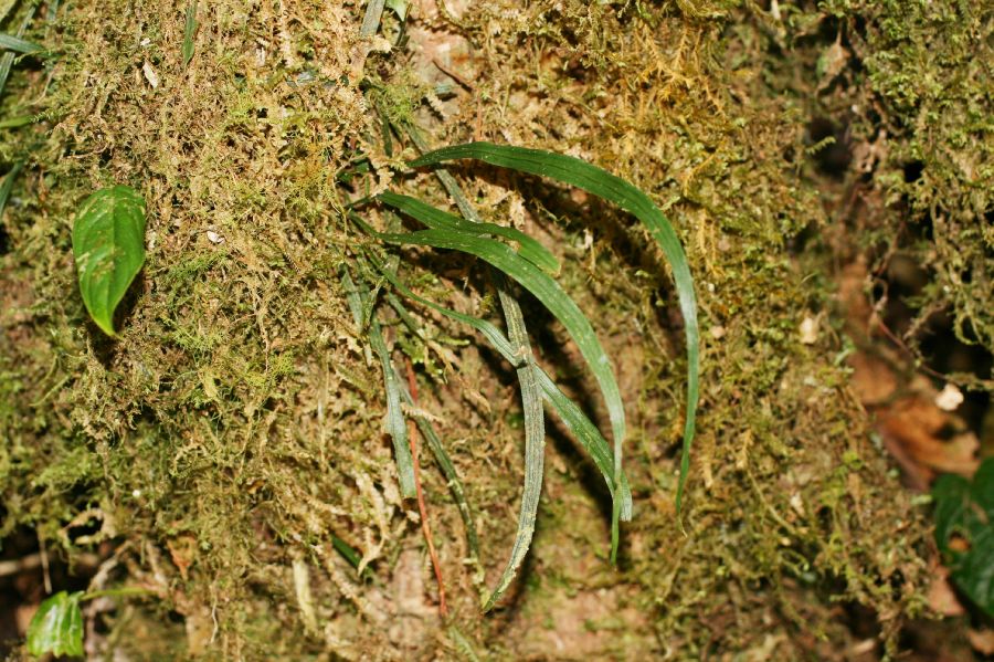 Pteridaceae Radiovittaria gardneriana