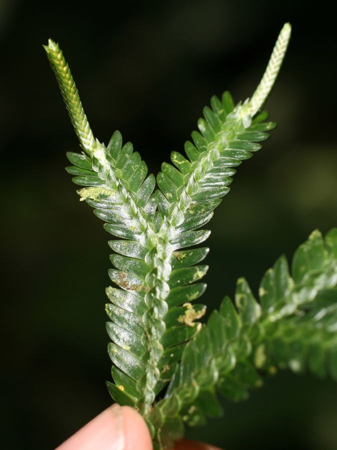 Selaginellaceae Selaginella bombycina, vel aff.