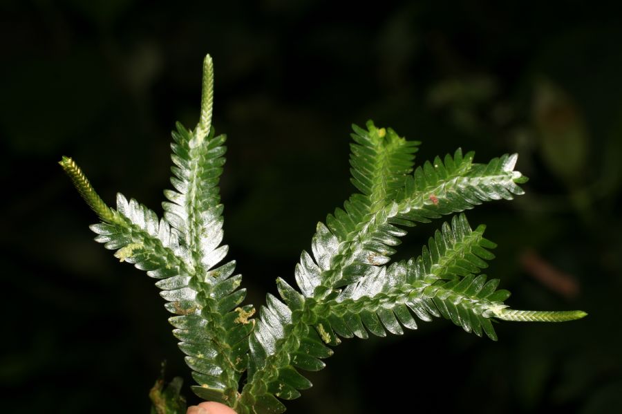 Selaginellaceae Selaginella 